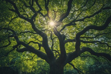 Poster - A majestic old tree with sprawling branches and lush green leaves, with sunlight filtering through, creates a mixed pattern of light and shadow in a peaceful setting.