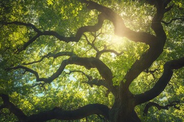 Poster - An enchanted green tree with elaborately intertwined branches is illuminated by the gentle sunlight shining through, creating a serene and magical atmosphere.