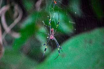 spider on the web