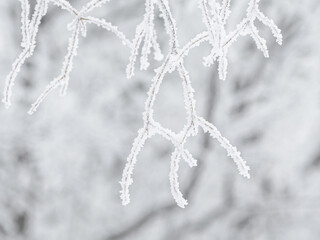 Wall Mural - snow and rime ice on the branches of bushes. beautiful winter background with trees covered with hoa