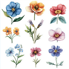 Botanical watercolor set of bright colorful flowers on white background