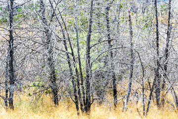 Wall Mural - dried tree trunks at Erebuni hill in Yerevan city