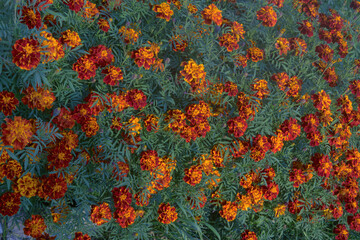 Wall Mural - Beautiful marygold fllowers bloom in the garden in sunny day. Beautiful bright orange and green floral background.