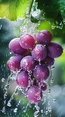 Wall Mural - Close up of fresh red grapes with water droplets falling on vine