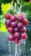 Wall Mural - Fresh red grapes with water drops, hanging from vine, nature photography