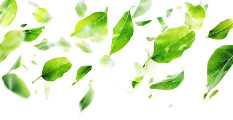 Wall Mural - green leaves background