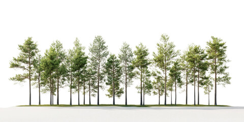 Wall Mural - A row of trees with a white background