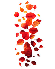 Wall Mural - A bunch of red leaves are scattered in the air