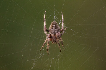 spider on the web