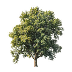 Poster - A large tree with green leaves is standing alone on a white background