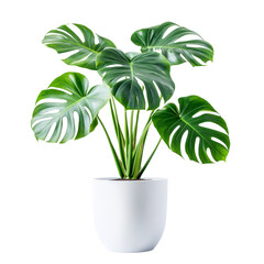 Wall Mural - A large plant with green leaves is in a white pot