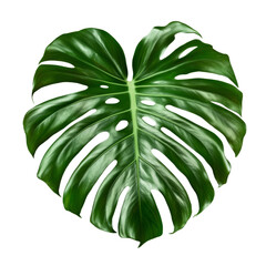 Wall Mural - A large leafy green plant with a heart shape