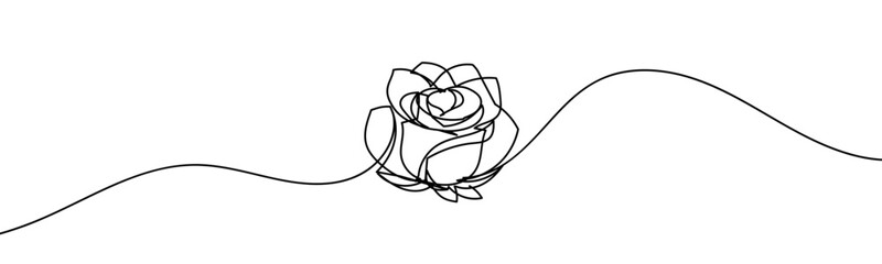 Wall Mural - rose illustration of a flower line art style vector with transparent background.