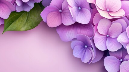 Wall Mural - A close up of a bunch of purple flowers with a pink background