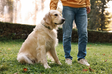 Poster - Man with cute Golden Retriever dog on spring day, closeup