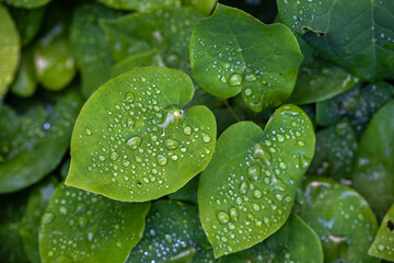 Wall Mural - Leaves in Summer with Raindrops