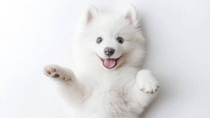 Playful Samoyed Puppy Relaxing on Back with Tongue Out - Top-Down View on White Background