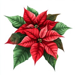 Canvas Print - A vibrant illustration of a poinsettia plant with red leaves and green foliage.