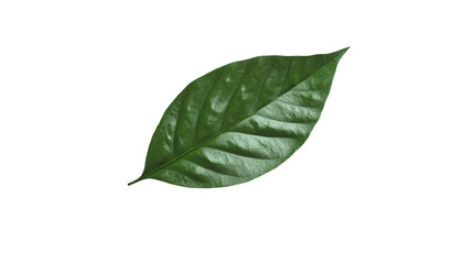 A leaf is shown on a white background. The leaf is green and has a shiny surface. Concept of freshness and natural beauty