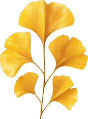 Wall Mural - Golden ginkgo leaves isolated on transparent background.