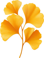 Wall Mural - Golden ginkgo leaves isolated on transparent background.