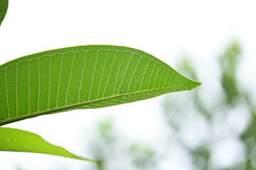 Wall Mural - beautiful green leaf texture in springtime, water drop on frangipani leaves