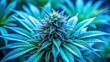 © prachaya - Vibrant close-up of Blue Dream weed strain with green leaves and blue accents, marijuana, cannabis, plant, bud