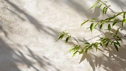 Aufkleber - Delicate leaf shadows cast on a textured wall create a tranquil atmosphere in soft afternoon light