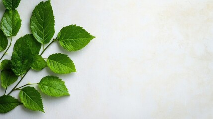 Lush green leaves rest gracefully on a soft white backdrop, showcasing the beauty of nature in a serene setting