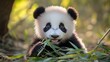 © STGZ. - A curious baby panda chewing on bamboo leaves in a sunny clearing