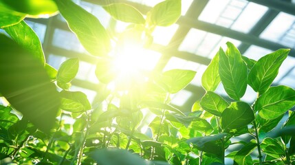 Canvas Print - Green Leaves Sunlight Greenhouse Nature Plant Growth