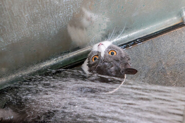 Wall Mural - a house cat taking a bath