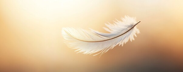 Wall Mural - White feather floating on soft golden background