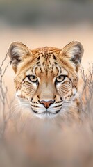  A majestic leopard stares intently at the camera, its golden fur blending with the dry grasses.