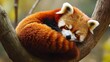 © STGZ. - A charming red panda curled up in a ball on a tree branch