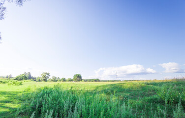 A field of grass with a clear blue sky above