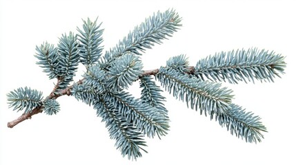 colorado blue spruce evergreen branches isolated on a transparent background, detailed and perfectly