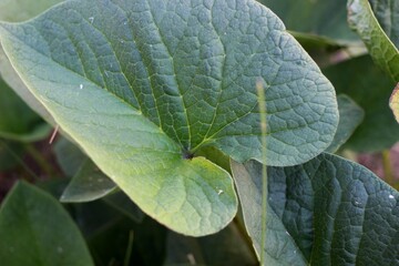 green burdock leaves close up