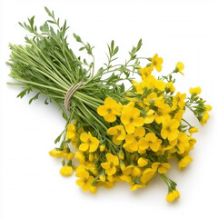 Sticker - Rapeseed Flower Isolated