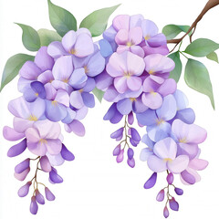 Wall Mural - Wisteria Isolated