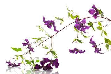 Poster - branch of blooming purple clematis, isolated on white background