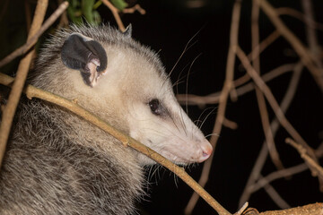 Wall Mural - the virginia opossum (didelphis virginiana) - north american opossum, climbing on the fence. wild ni