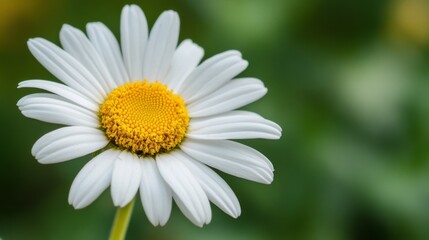 Poster - A macro view of a daisy with crisp white petals and a bright yellow center, capturing the simplicity and beauty of this classic flower.