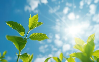 Vibrant green leaves reaching towards a bright sun, against a clear blue sky with soft clouds, symbolizing nature and growth.