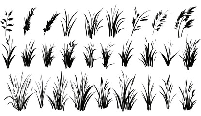 Wall Mural - Doodle grass sketch, natural field grass ink brush sketch set, springs garden herbal and grasses border, hand-drawn grass field grunge texture brush, doodle herb organic pattern, vector illustration