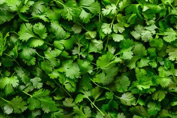 Wall Mural - Coriander leaves texture background, cilantro leaf pattern, chinese parsley greens banner, spices, seasonings