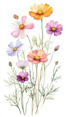 Wall Mural - Watercolor Illustration set of Pink cosmos flowers on a white background,spring summer nature,Vibrant pink cosmos blooming,Children's card,banner,raindrops drawn by hand.