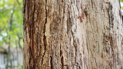 Texture of the bark teak tree background, Close up of bark teak tree