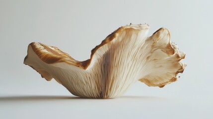 Wall Mural - Single Delicate Brown and White Mushroom on White Background