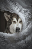 Fototapeta Konie - Halloween portrait of dog in a web